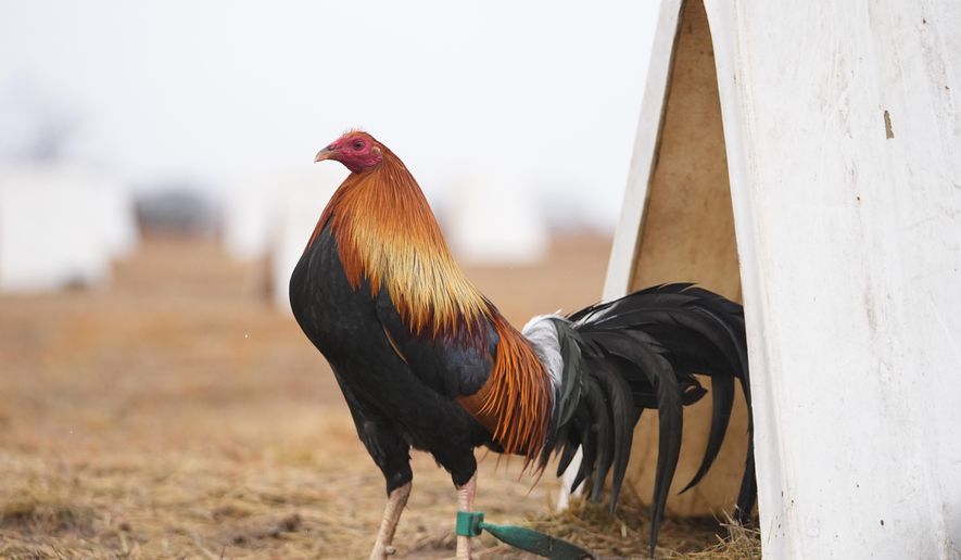 A rooster stands near its teepee shelter at Troy Farms, Tuesday, Jan. 23, 2024, in Wilson, Okla. Before Oklahoma became one of the last places in the U.S. to outlaw cockfighting in 2002, it wasn't uncommon to see hundreds of spectators packed into small arenas in rural parts of the state to watch roosters, often outfitted with razor-sharp steel blades, fight until a bloody death. (AP Photo/Julio Cortez)
