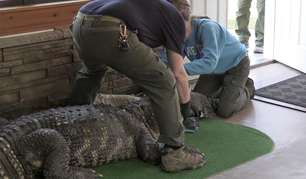 NextImg:Authorities seize ailing alligator kept illegally in New York home’s swimming pool