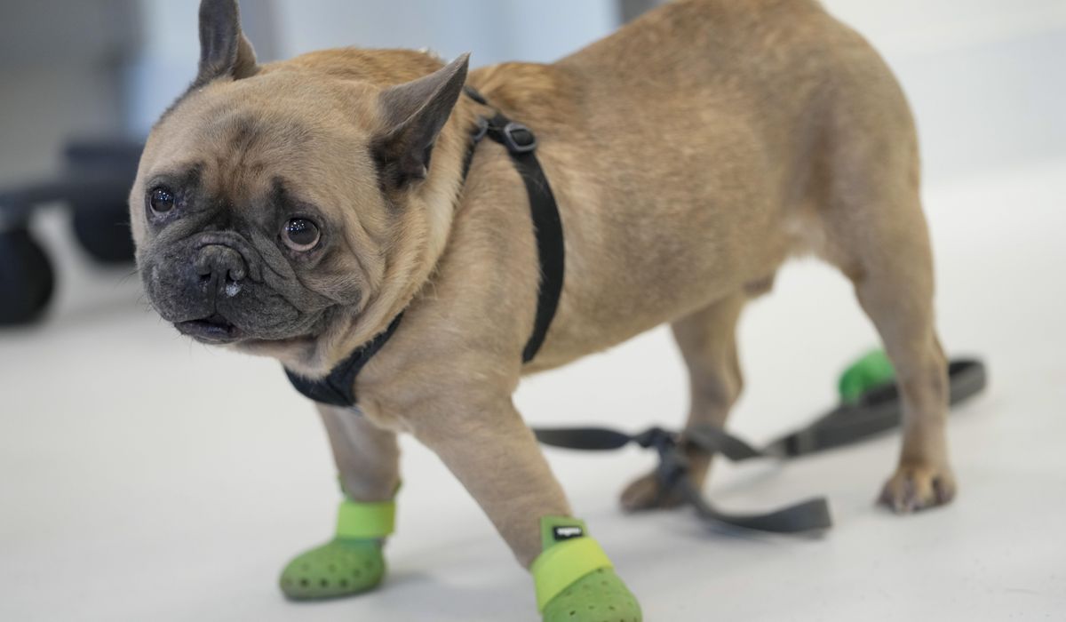 NextImg:From Frenchies to rescue cats, New York’s trauma center for animals takes the most complex cases