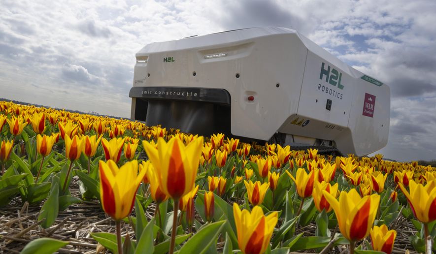 Theo the robot works weekdays, weekends and nights and never complains about a sore spine despite performing hour upon hour of what for a regular farmworker would be backbreaking work checking Dutch tulip fields for sick flowers in Noordwijkerhout, Netherlands, Tuesday, March 19, 2024. The boxy robot, named after a former employee at the WAM Pennings flower farm near the Dutch North Sea coast, is a new high-tech weapon in the battle to root out disease from the bulb fields as they erupt into a riot of springtime color. (AP Photo/Peter Dejong)