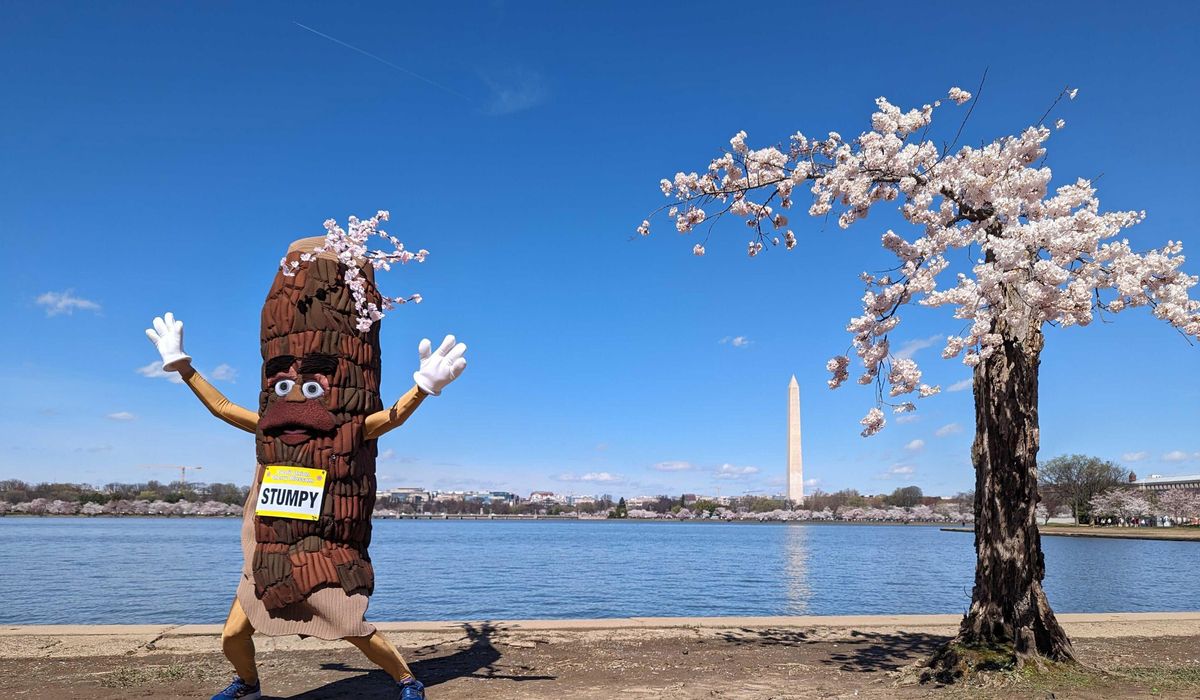 NextImg:More than 100 iconic cherry trees in Washington are being cut down. So long, Stumpy