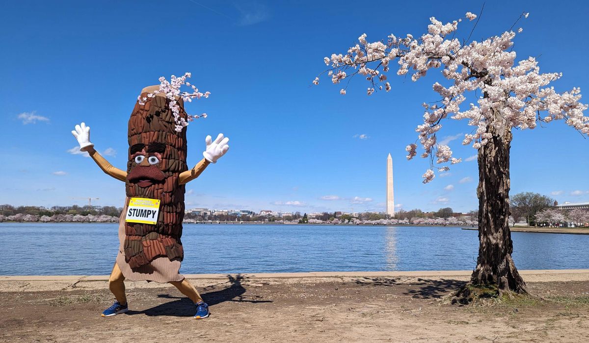 NextImg:Famous D.C. cherry tree ‘Stumpy’ removed from Tidal Basin