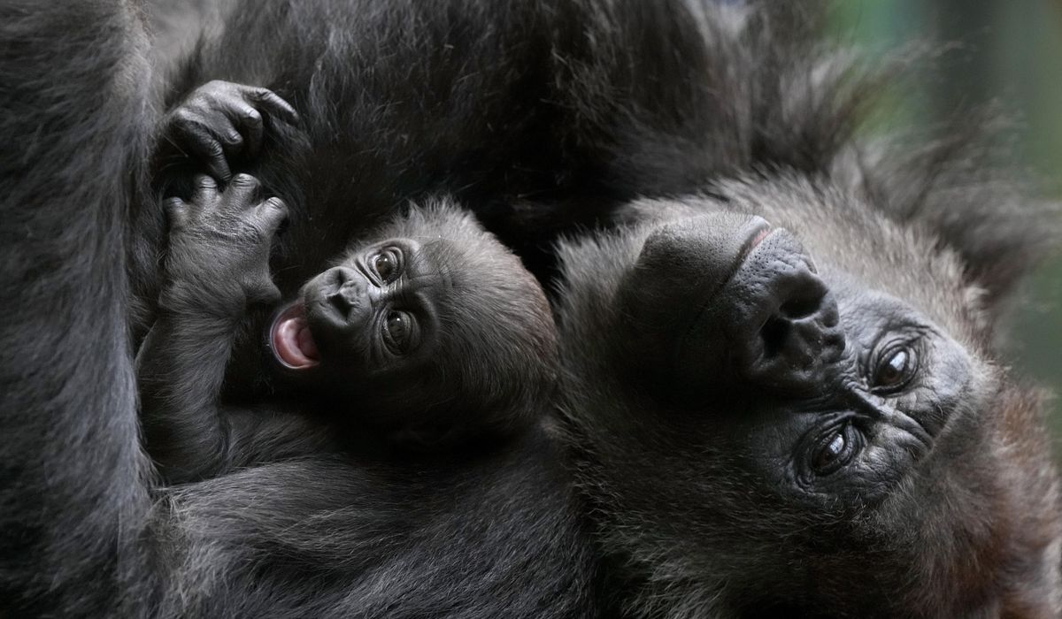 NextImg:Baby gorilla cuddled by mother at London Zoo remains nameless