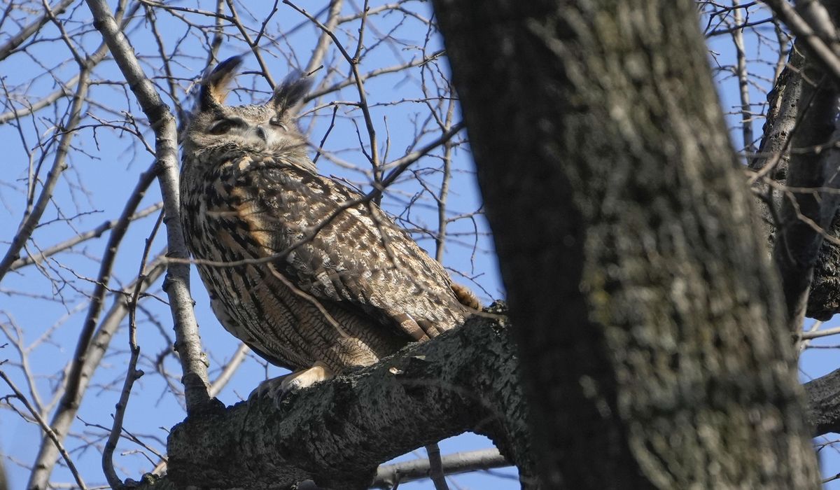 NextImg:Escaped Eurasian eagle owl Flaco died of herpes, poisoning
