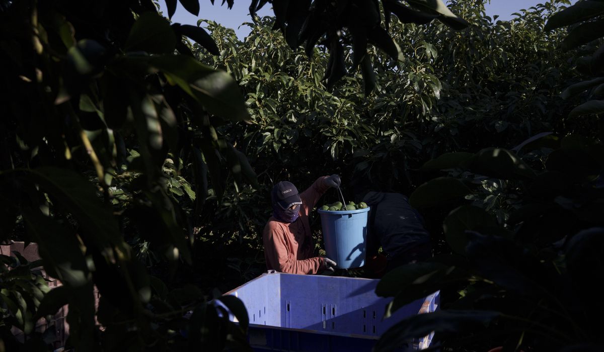 NextImg:Despite trauma of Oct. 7, Thai workers again flock to Israel for work
