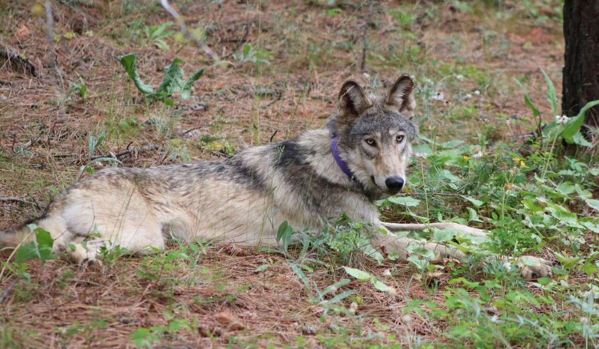 NextImg:Biden administration restores threatened species protections dropped by Trump