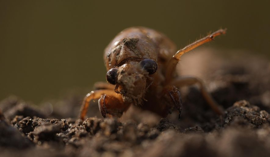 A periodical cicada nymph extends a limb in Macon, Ga., on Wednesday, March 27, 2024, after being found while digging holes for rosebushes. Trillions of cicadas are about to emerge in numbers not seen in decades and possibly centuries. (AP Photo/Carolyn Kaster)