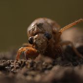A periodical cicada nymph extends a limb in Macon, Ga., on Wednesday, March 27, 2024, after being found while digging holes for rosebushes. Trillions of cicadas are about to emerge in numbers not seen in decades and possibly centuries. (AP Photo/Carolyn Kaster)