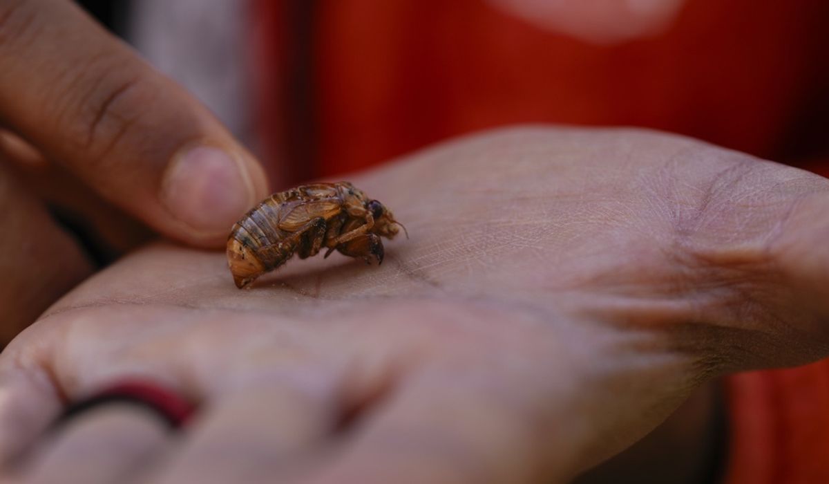 NextImg:Trillions of cicadas to swarm this month, first time since Jefferson was president