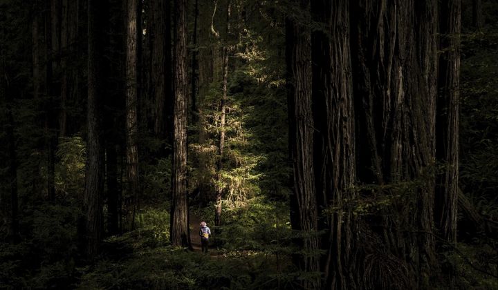 This photo provided by Black Tomato shows the Redwood National Park in California. From serene nature retreats to silent walking, or just the soothing soundtracks of nature on your headphones while commuting, the quest for quietude has become one of modern travel&#x27;s new trends. (Black Tomato via AP)