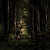 This photo provided by Black Tomato shows the Redwood National Park in California. From serene nature retreats to silent walking, or just the soothing soundtracks of nature on your headphones while commuting, the quest for quietude has become one of modern travel&#x27;s new trends. (Black Tomato via AP)