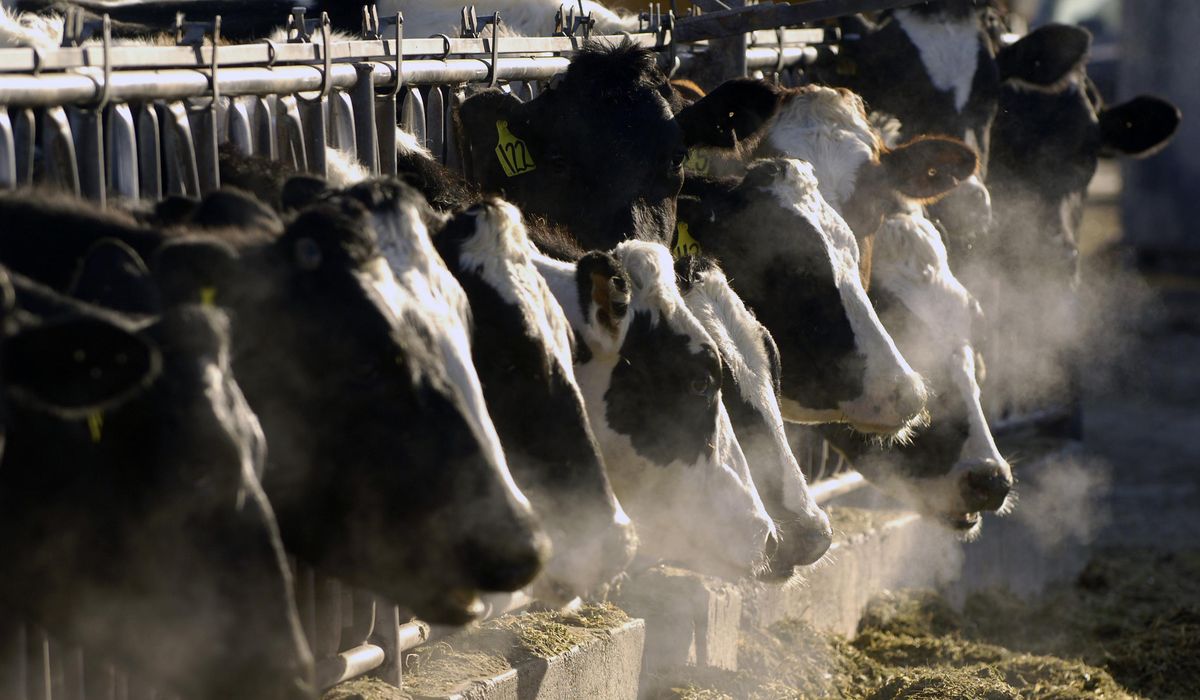 NextImg:Bird flu is spreading to more farm animals. Are milk and eggs safe?