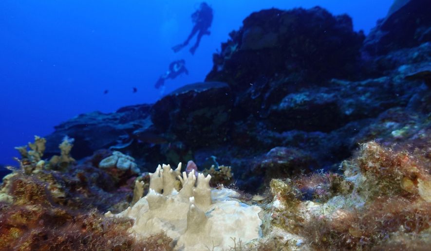 FILE - Bleached coral is visible at the Flower Garden Banks National Marine Sanctuary, off the coast of Galveston, Texas, in the Gulf of Mexico, Sept. 16, 2023. The world is not doing enough to protect coral reefs — vital marine ecosystems that protect biodiversity, produce some of the oxygen we breathe, slow erosion and sustain underwater life — the United Nations’ special envoy for the ocean said Tuesday, April 16, 2024. (AP Photo/LM Otero, File)