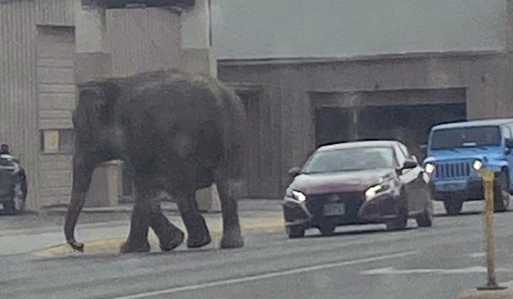 This image provided by Matayah Utrayle-Shaylene Smith shows an escaped elephant crossing the road in Butte, Mont., on Tuesday, April 17, 2024. The sound of a vehicle backfiring spooked a circus elephant while she was getting a pre-show bath leading the pachyderm to break through a fence and take a brief walk, stopping noontime traffic on the city&#x27;s busiest street before before being loaded back into a trailer. (Matayah Utrayle-Shaylene Smith via AP)