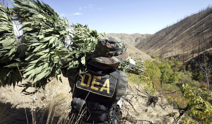 A Drug Enforcement Administration agent shoulders a bundle of marijuana plants down a steep slope after working with other law enforcement officers to clear a patch of the plants from national forest land near Entiant, Wash., Sept. 20, 2005. Police confiscated 465 marijuana plants at the so-called &quot;garden,&quot; a small find compared to the thousands of other plants confiscated on some other busts in the area. (AP Photo/Elaine Thompson, File)
