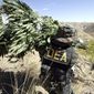 A Drug Enforcement Administration agent shoulders a bundle of marijuana plants down a steep slope after working with other law enforcement officers to clear a patch of the plants from national forest land near Entiant, Wash., Sept. 20, 2005. Police confiscated 465 marijuana plants at the so-called &quot;garden,&quot; a small find compared to the thousands of other plants confiscated on some other busts in the area. (AP Photo/Elaine Thompson, File)