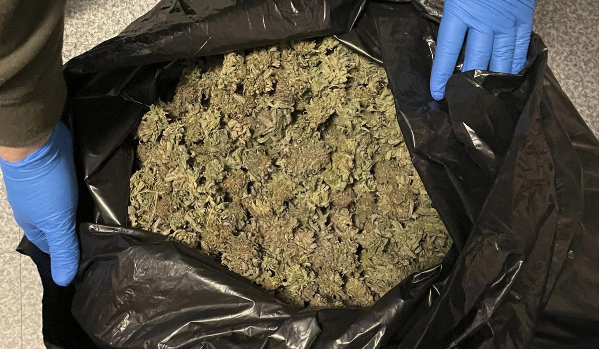 NextImg:Marijuana grow busted in Maine as feds investigate trend in 20 states