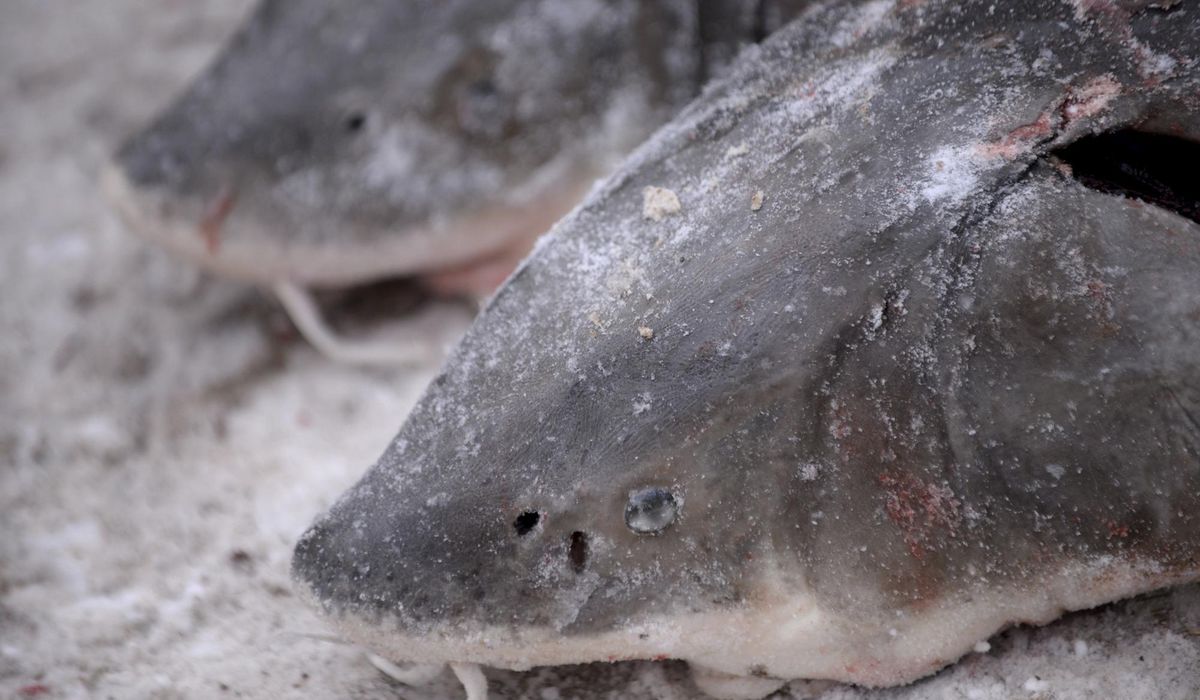 NextImg:Prehistoric lake sturgeon is not endangered, U.S. says despite calls from conservationists
