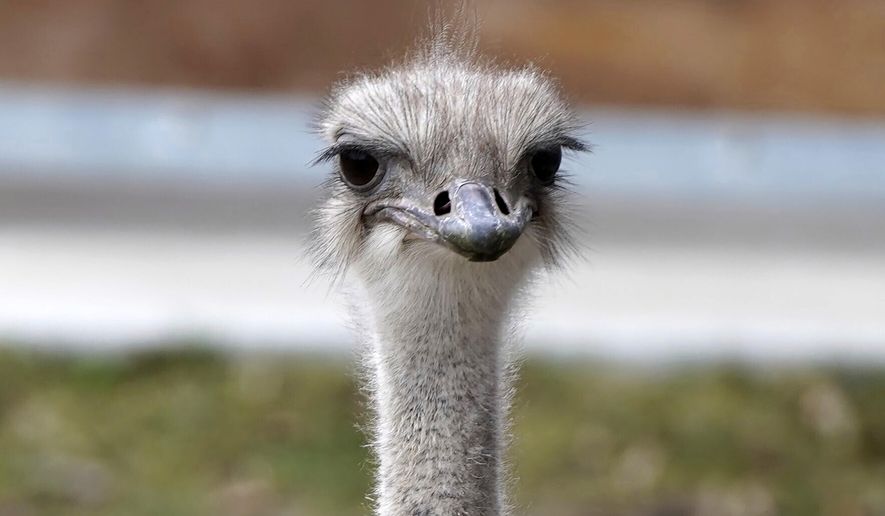 This image provided by the Topeka Zoo shows Karen, an ostrich at the Topeka Zoo in Topeka, Kan. The 5-year-old ostrich was euthanized on Thursday, April 18, 2024, after grabbing and swallowing a zoo staff member's keys. Zoo staff sought help from experts around the U.S. but were unsuccessful in saving the ostrich, according to a social media post from the zoo. (Brea Schmidt/Topeka Zoo via AP)