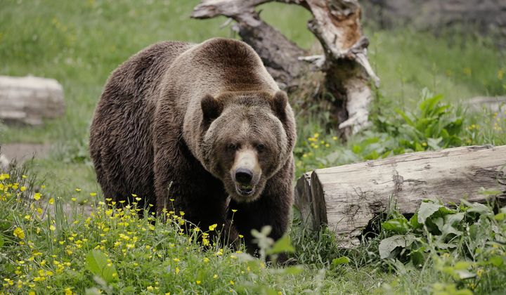 A grizzly bear roams an exhibit at the Woodland Park Zoo on May 26, 2020, in Seattle. The federal government plans to restore grizzly bears to an area of northwest and north-central Washington. Plans announced this week by the National Park Service and U.S. Fish and Wildlife Service call for the release of three to seven bears a year for five to 10 years to achieve an initial population of 25. (AP Photo/Elaine Thompson) **FILE**