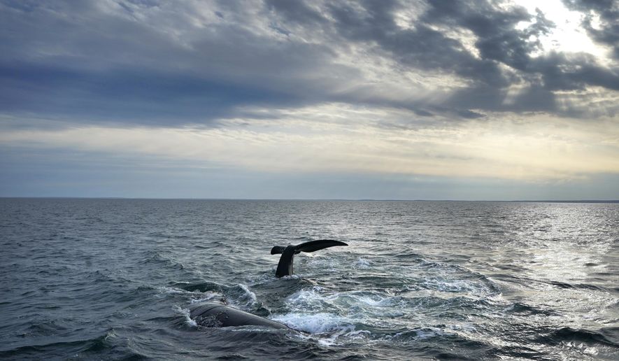 A pair of North Atlantic right whales interact at the surface of Cape Cod Bay, March 27, 2023, in Massachusetts. (AP Photo/Robert F. Bukaty, NOAA permit # 21371) ** FILE **