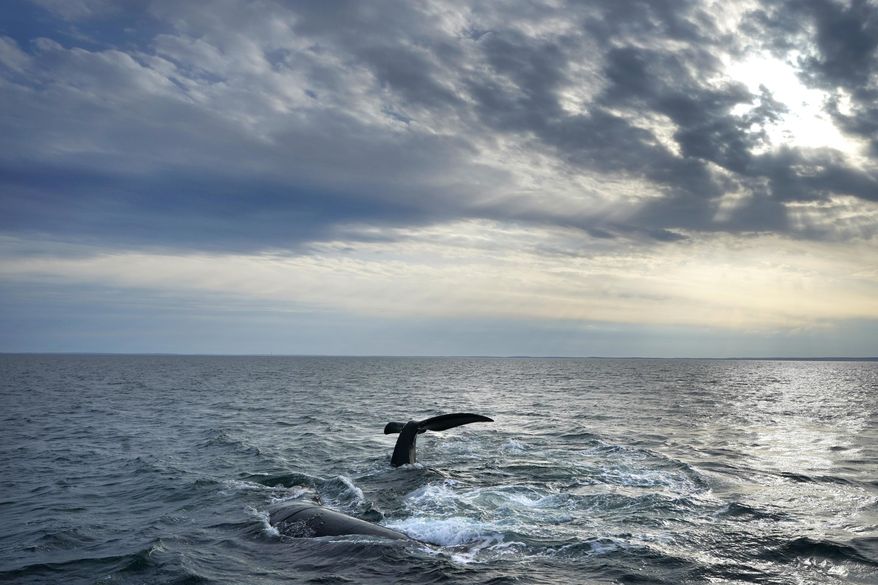 A pair of North Atlantic right whales interact at the surface of Cape Cod Bay, March 27, 2023, in Massachusetts. (AP Photo/Robert F. Bukaty, NOAA permit # 21371) ** FILE **