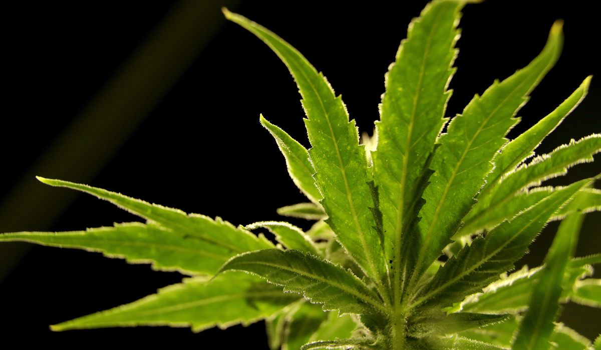 NextImg:U.S. drug control agency will move to reclassify marijuana in a historic shift, AP sources say