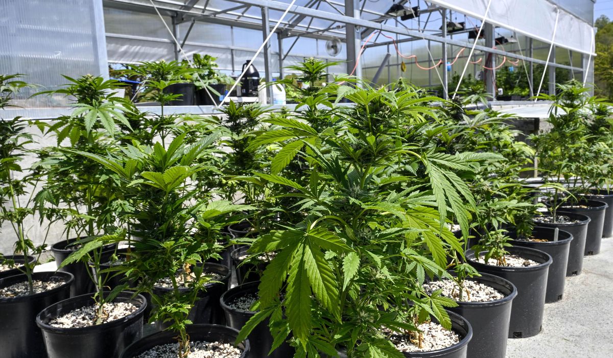 NextImg:What marijuana reclassification means for the United States