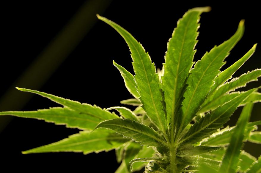 A marijuana plant is visible at a medical marijuana dispensary in Egg Harbor Township, N.J., on March 22, 2019 The Biden administration's move to reclassify marijuana as a less dangerous but still illegal drug was hailed as a monumental step in reshaping national policy. But it appears it would do little to ease a longstanding problem in the industry, a lack of loans and banking services other businesses take for granted. (AP Photo/Julio Cortez) **FILE**