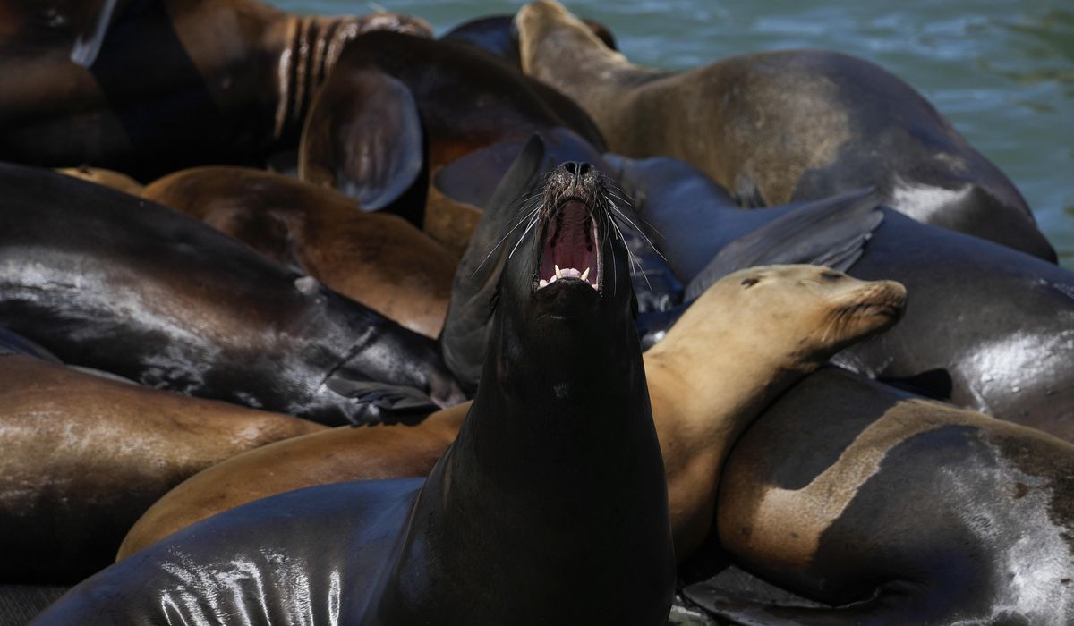 NextImg:Researchers trying to figure out why almost 290 sea lion pups have washed up dead on Calif. island