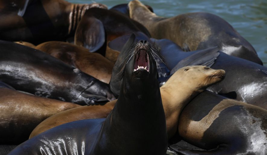 A sea lion yawns while on a raft along Pier 39, Thursday, May 2, 2024, in San Francisco. (AP Photo/Godofredo A. Vásquez) **FILE**