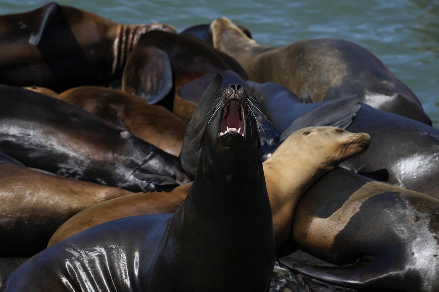 A sea lion yawns while on a raft along Pier 39, Thursday, May 2, 2024, in San Francisco. (AP Photo/Godofredo A. Vásquez) **FILE**
