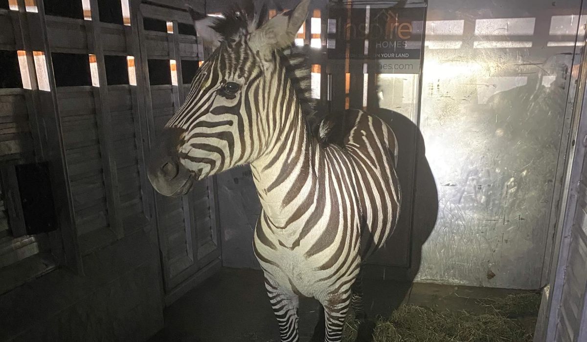 NextImg:Escaped zebra captured after gallivanting around Cascade mountain foothills