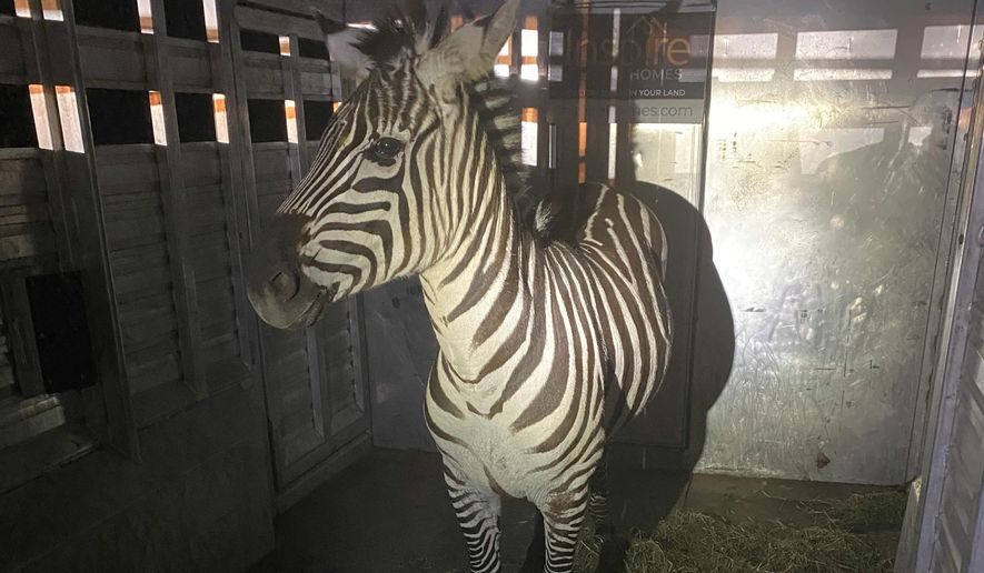 This photo provided by the Regional Animal Services of King County shows the zebra Shug in a trailer after it was captured Friday, May 3, 2024, in Riverbend, Wash., about 30 miles (48 kilometers) east of Seattle. The zebra was one of four that escaped as they were being transported from Washington to Montana last Sunday. (Regional Animal Services of King County via AP)