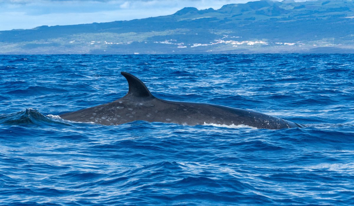 NextImg:Swiss-Italian cruise ship sails into Brooklyn with a 44-foot dead whale across its bow