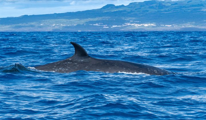 Sei whale on Faial Island Azores. File photo credit: HakBak via Shutterstock.