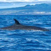 Sei whale on Faial Island Azores. File photo credit: HakBak via Shutterstock.