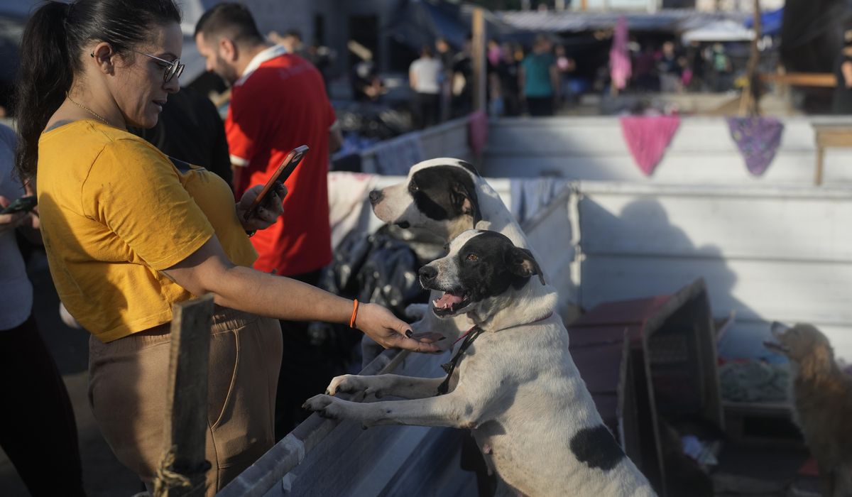 NextImg:Inside a makeshift shelter saving hundreds of dogs from floods in southern Brazil