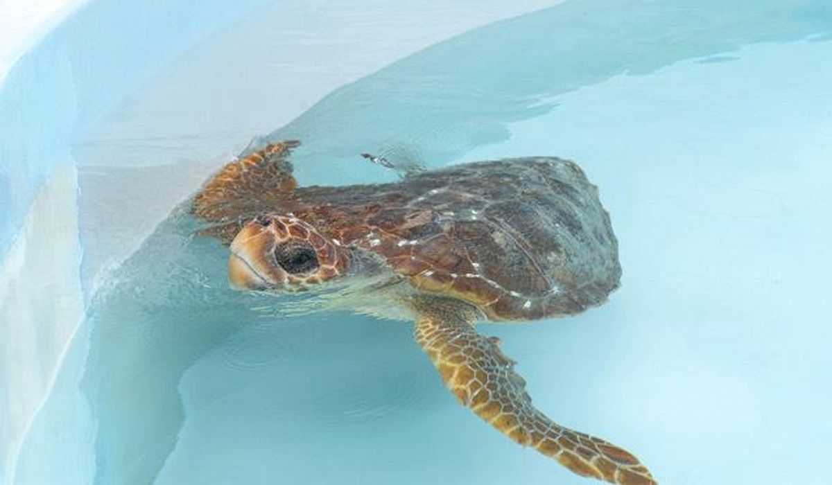 NextImg:Two injured loggerhead turtles triumphantly crawl into the Atlantic after rehabbing in Florida