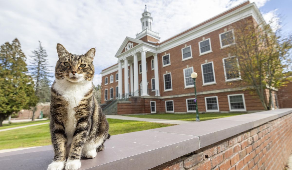 NextImg:A college puts the ‘cat’ into ‘education’ by giving Max an honorary ‘doctor of litter-ature’ degree