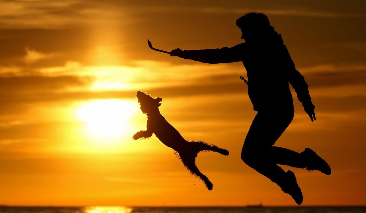 NextImg:Insurance company Nationwide won’t renew 100,000 pet policies due to pricey vet care