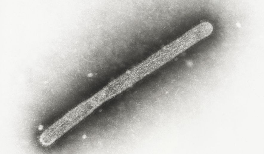 This 2005 electron microscope image shows an avian influenza A H5N1 virion. On Wednesday, May 22, 2024, Michigan health officials said a farmworker has been diagnosed with bird flu, the second human case connected to an outbreak in U.S. dairy cows. (Cynthia Goldsmith, Jackie Katz/CDC via AP)