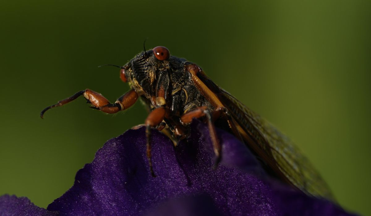 NextImg:Up close and personal, cicadas display Nature’s artwork. Discerning beholders find beauty in bugs.