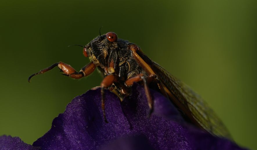 An adult periodical cicada waves its legs as it climbs over an iris in the afternoon sun on Friday, May 17, 2024, in Charleston, Ill. (AP Photo/Carolyn Kaster)