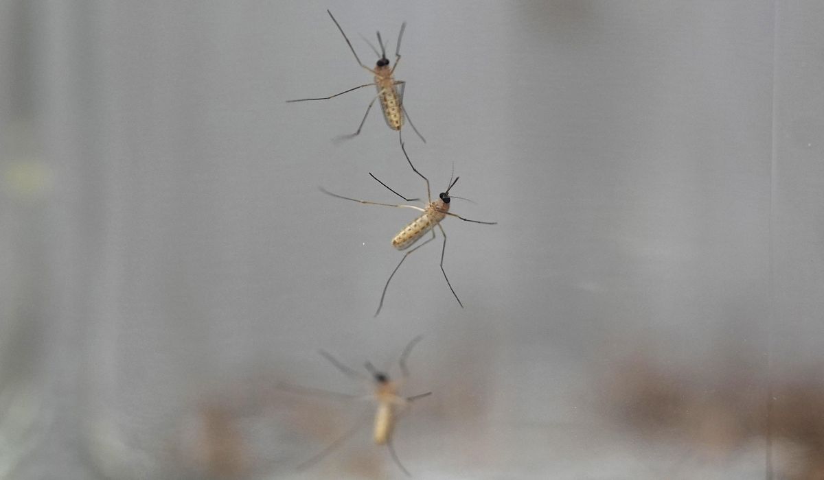 NextImg:What to look for in mosquito repellents