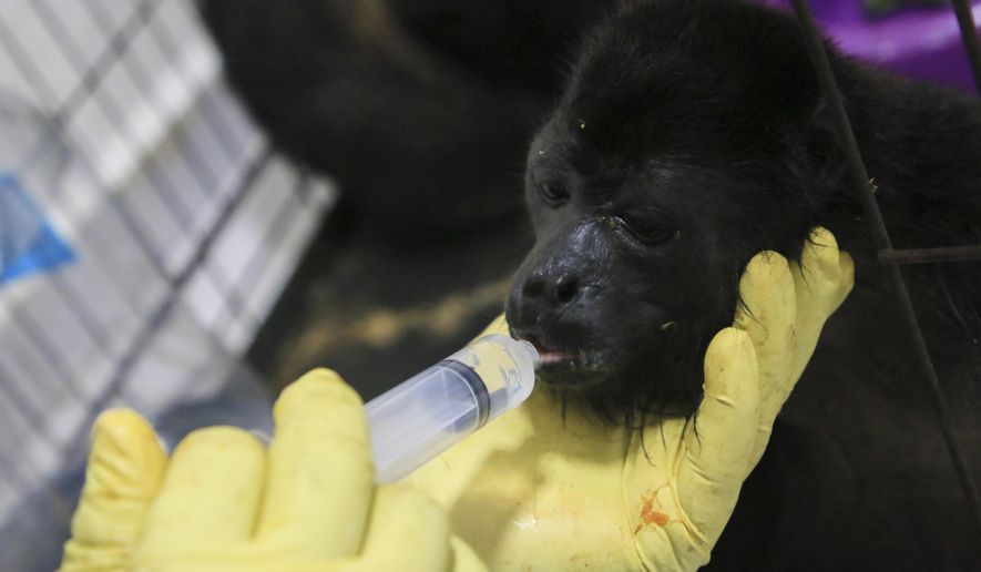 A veterinarian feeds a young howler monkey rescued amid extremely high temperatures in Tecolutilla, Tabasco state, Mexico, Tuesday, May 21, 2024. Dozens of howler monkeys were found dead in the Gulf coast state while others were rescued by residents who rushed them to a local veterinarian. (AP Photo/Luis Sanchez)
