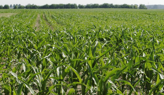 This June 13, 2007, photo shows corn being grown to produce ethanol, in a field in London, Ohio. (AP Photo/Kiichiro Sato, File)