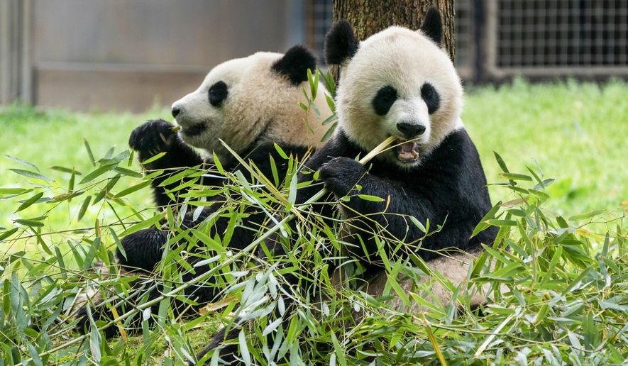 Giant pandas eat bamboo at the Smithsonian's National Zoo, May 4, 2022, in Washington. Two giant pandas are coming to Washington’s National Zoo from China by the end of the year. The zoo made the announcement Wednesday, about half a year after it sent its three pandas back to China. (AP Photo/Jacquelyn Martin, File)