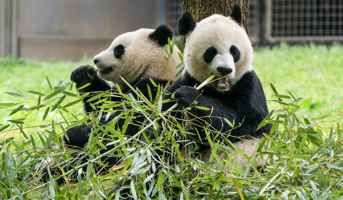 NextImg:Two new giant pandas are returning to Washington’s National Zoo from China by the end of the year