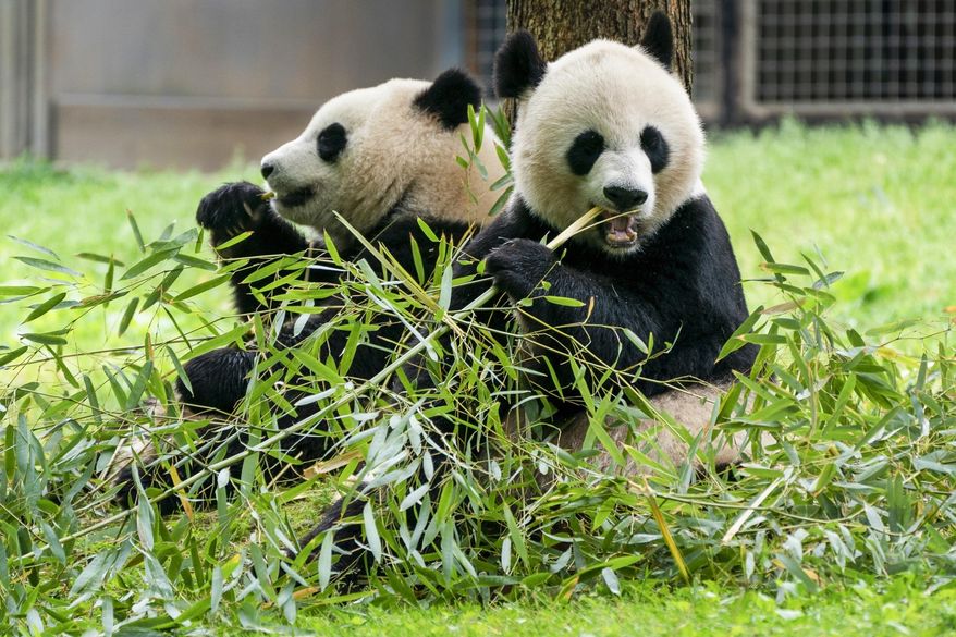 Giant pandas eat bamboo at the Smithsonian's National Zoo, May 4, 2022, in Washington. Two giant pandas are coming to Washington’s National Zoo from China by the end of the year. The zoo made the announcement Wednesday, about half a year after it sent its three pandas back to China. (AP Photo/Jacquelyn Martin, File)